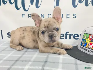French Bulldog dogs Eddie French Bulldog - Ad 2