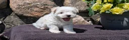 Havanese dogs for sale: Turbo - Ad 4
