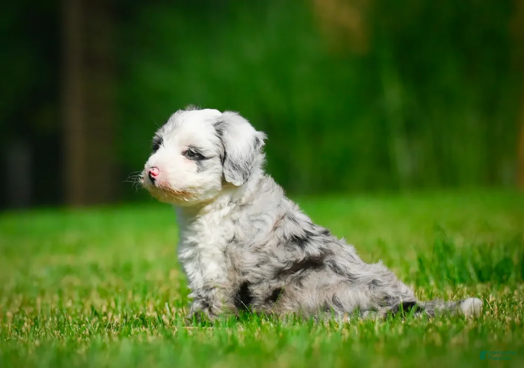 Mini Bernedoodle dogs for sale: Remi - F1B - Ad 1