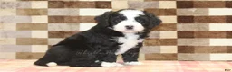 Mini Bernedoodle dogs for sale: Cody - Ad 4