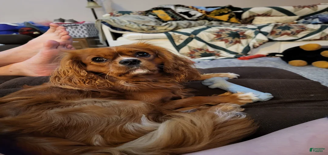 Gallery Image {{count}}