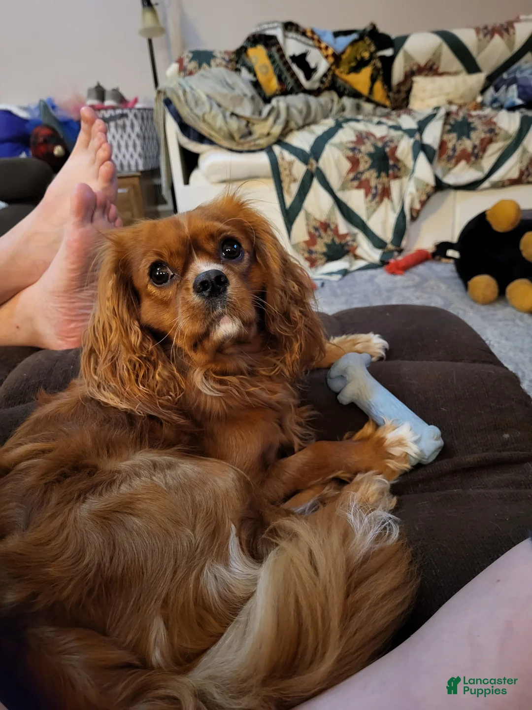 Gallery Image {{count}}