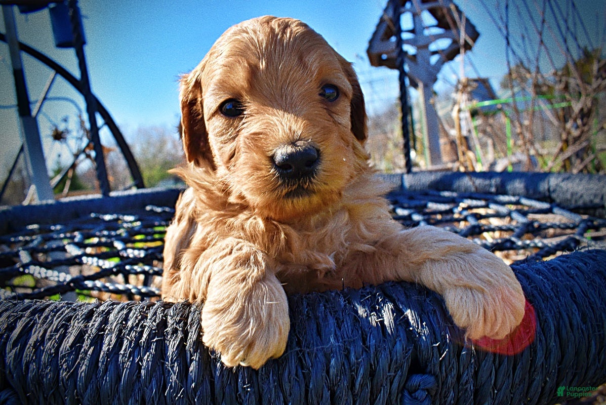 Havapoo dogs Mercedes - Ad 12