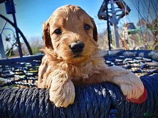 Havapoo dogs Mercedes - Ad 24