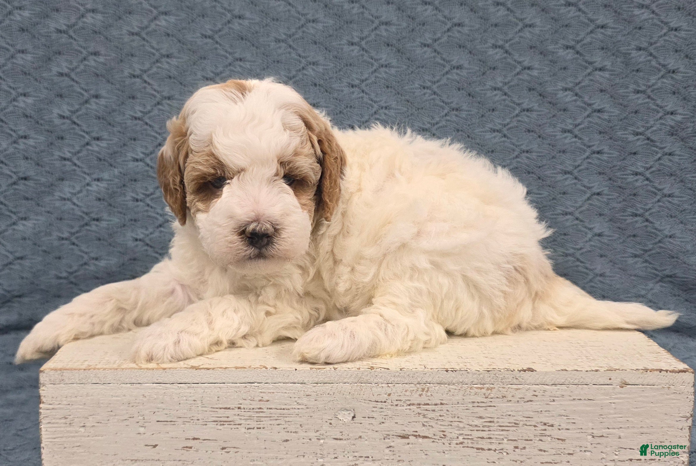 Miniature Poodle dogs Max - Ad 2