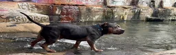 American Bully dogs for sale: Leia - Ad 4