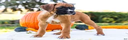 Boxer dogs for sale: Nugget Boxer - Ad 8