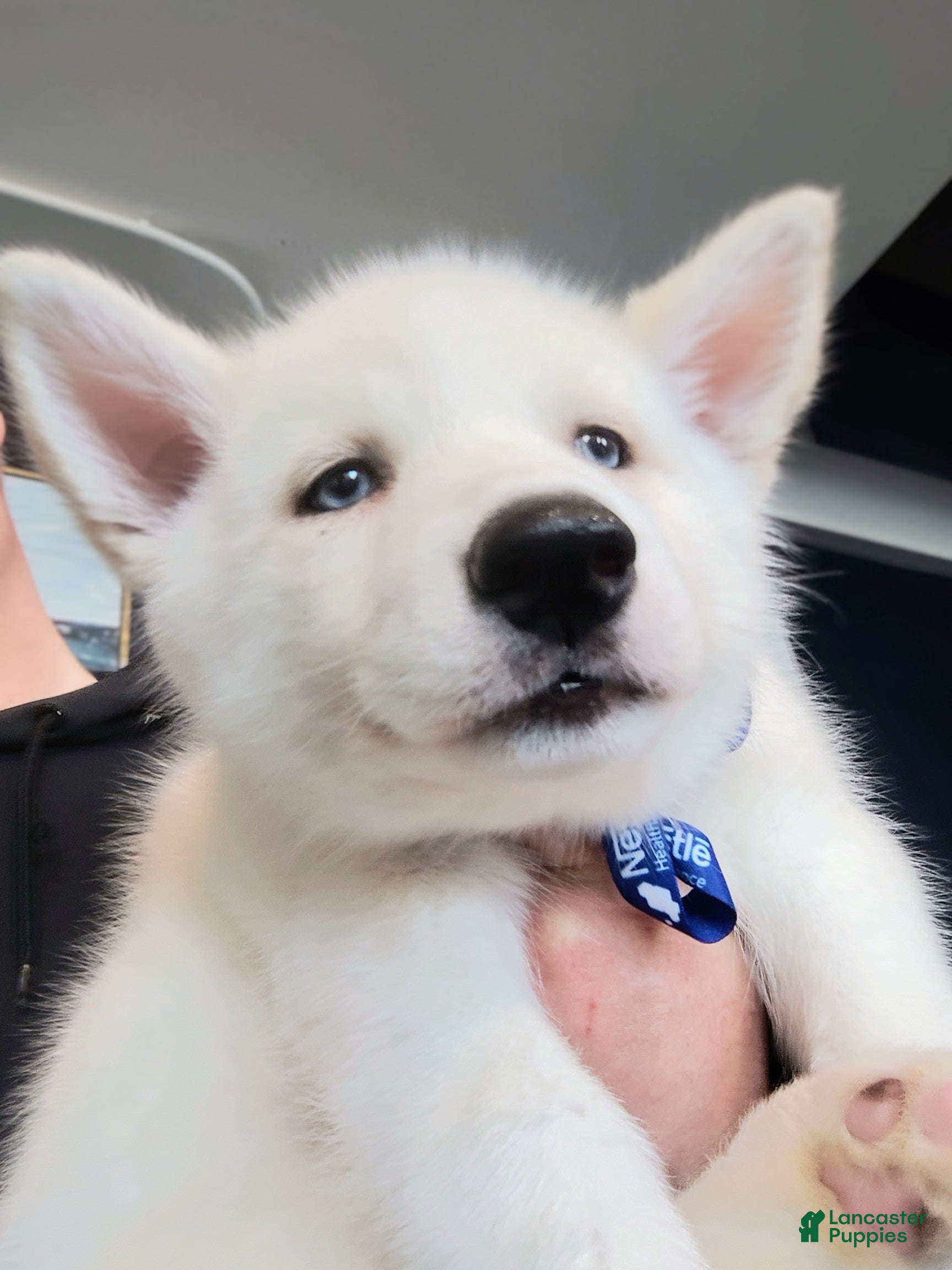 Siberian Husky dogs ✨24 Karat Gold✨ Isabella Siberian Husky With Sapphire Blue Eyes 💙 - Ad 6