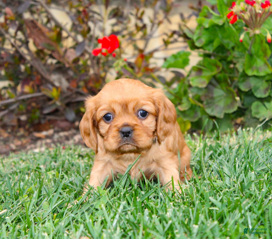 Cavalier King Charles Spaniel dogs for sale: Rosie - Genetic Tested Parents - Ad 8