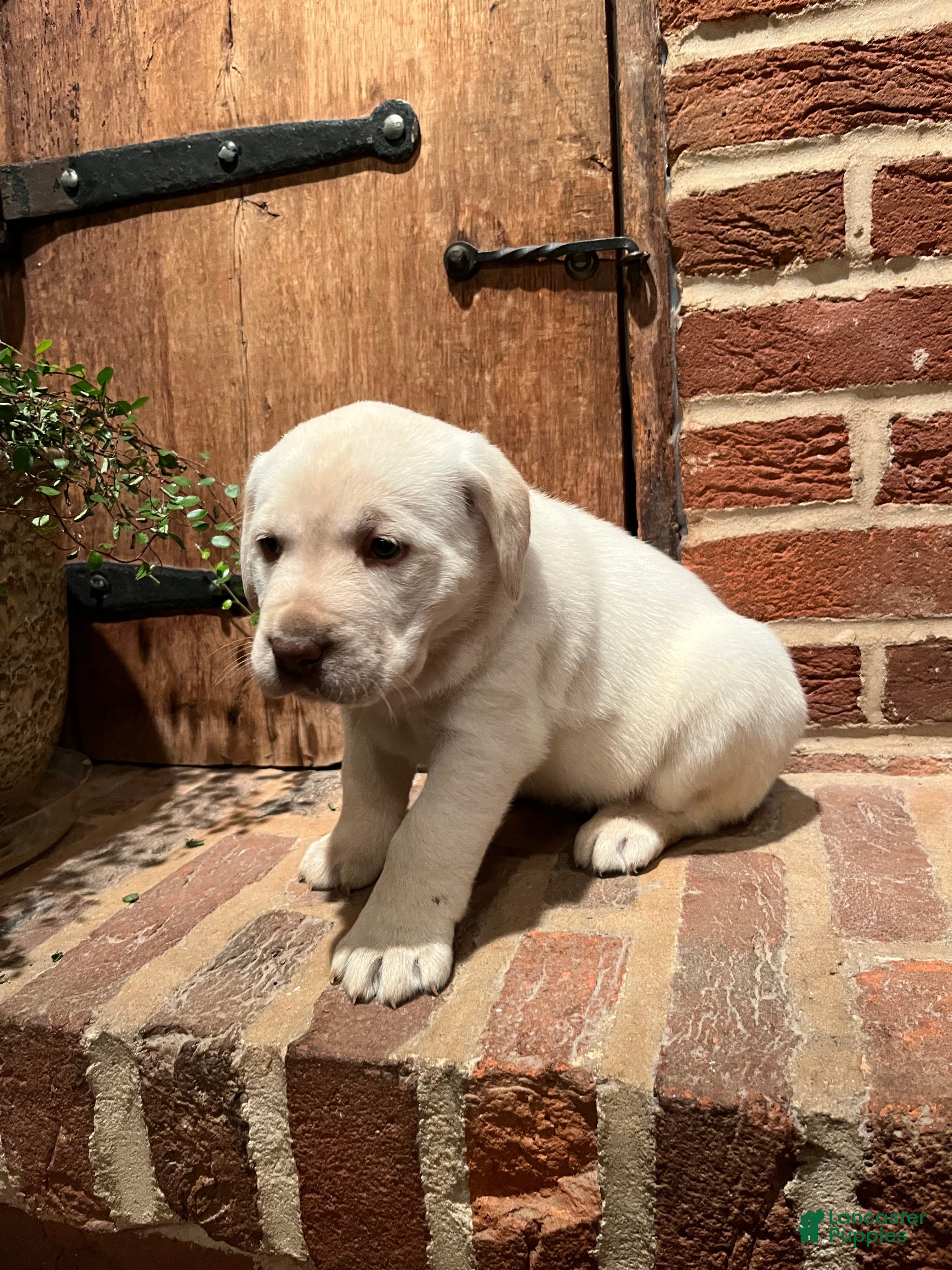 Labrador Retriever dogs Liberty - Ad 2