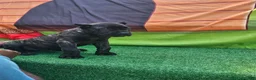 Cane Corso dogs for sale: SKY - Ad 7