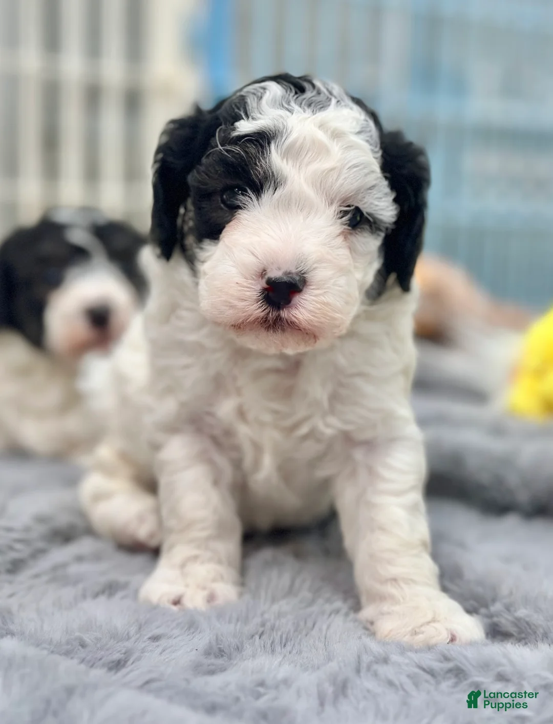 Miniature Poodle dogs for sale: Flash - Ad 1