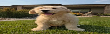 Butters