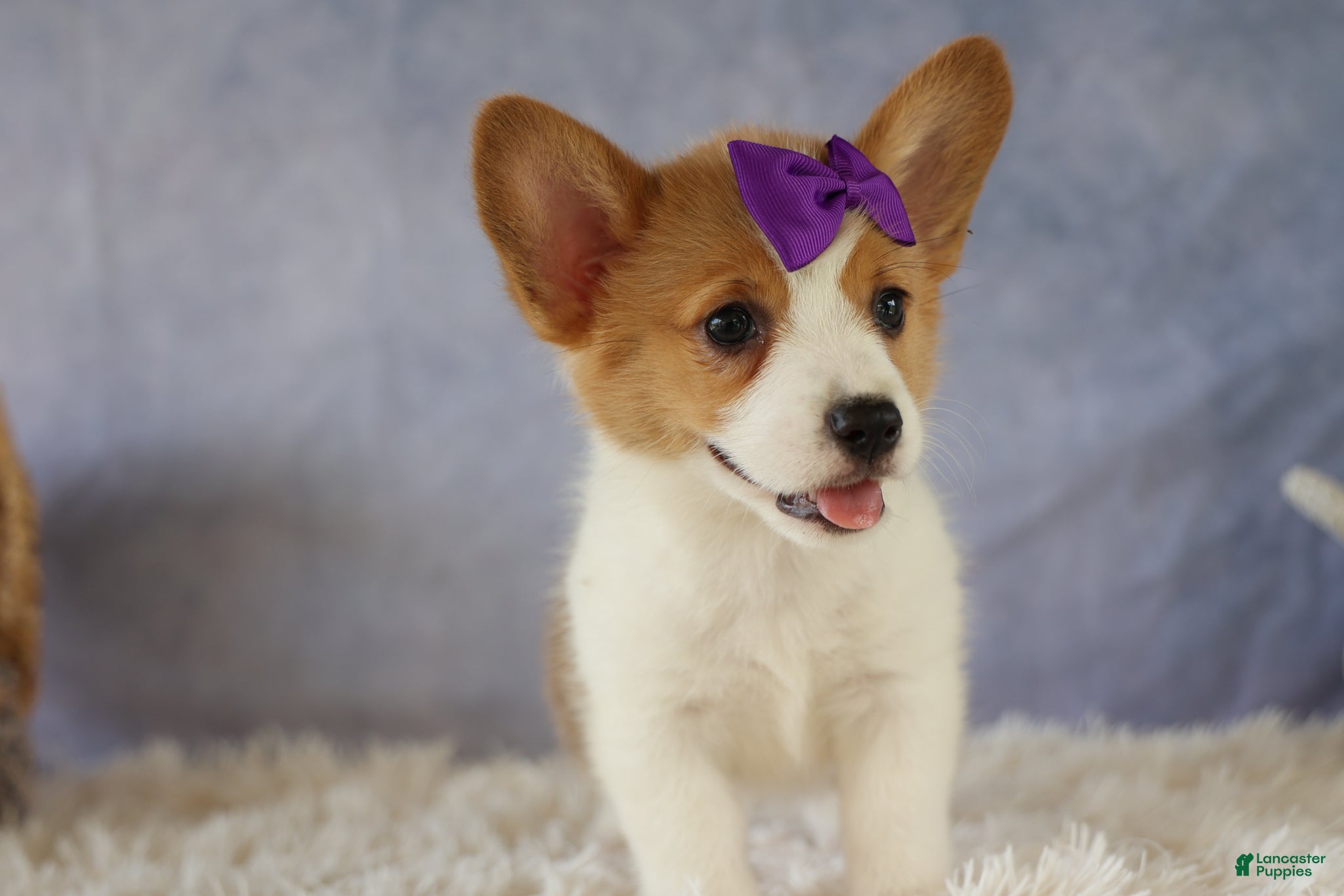 Welsh Corgi Pembroke dogs Zoey 🌸 - Ad 1
