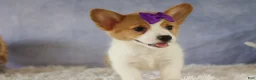 Welsh Corgi Pembroke dogs for sale: Zoey 🌸 - Ad 1