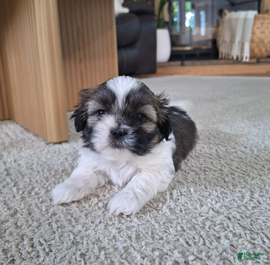 Shih Tzu dogs for sale: Sadie - Ad 7