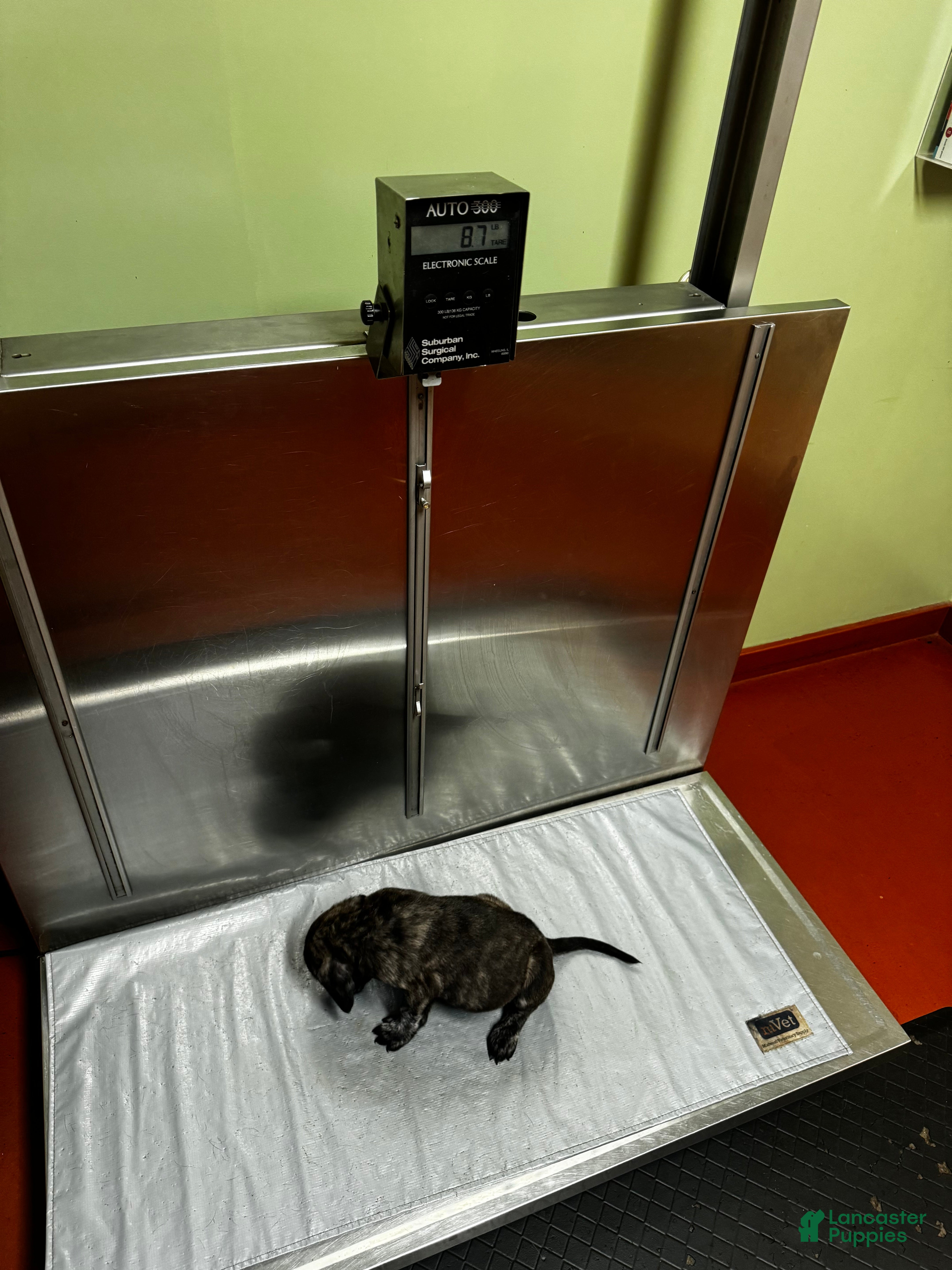 Mishka (Mastiff, Female) in Winslow Township, NJ