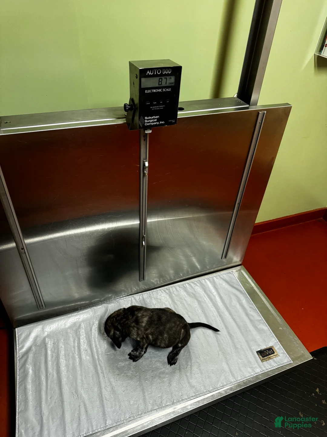 English Mastiff dogs for sale: Mishka (minnie) - Ad 1