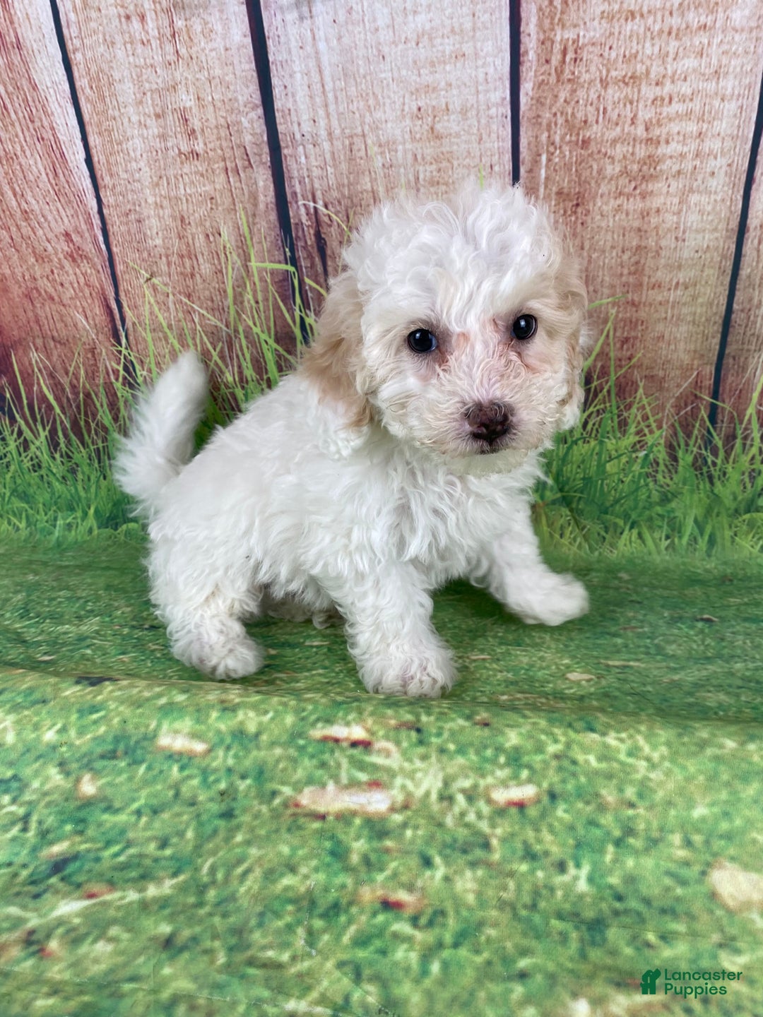 Miniature Poodle dogs for sale: Charlie - Ad 2