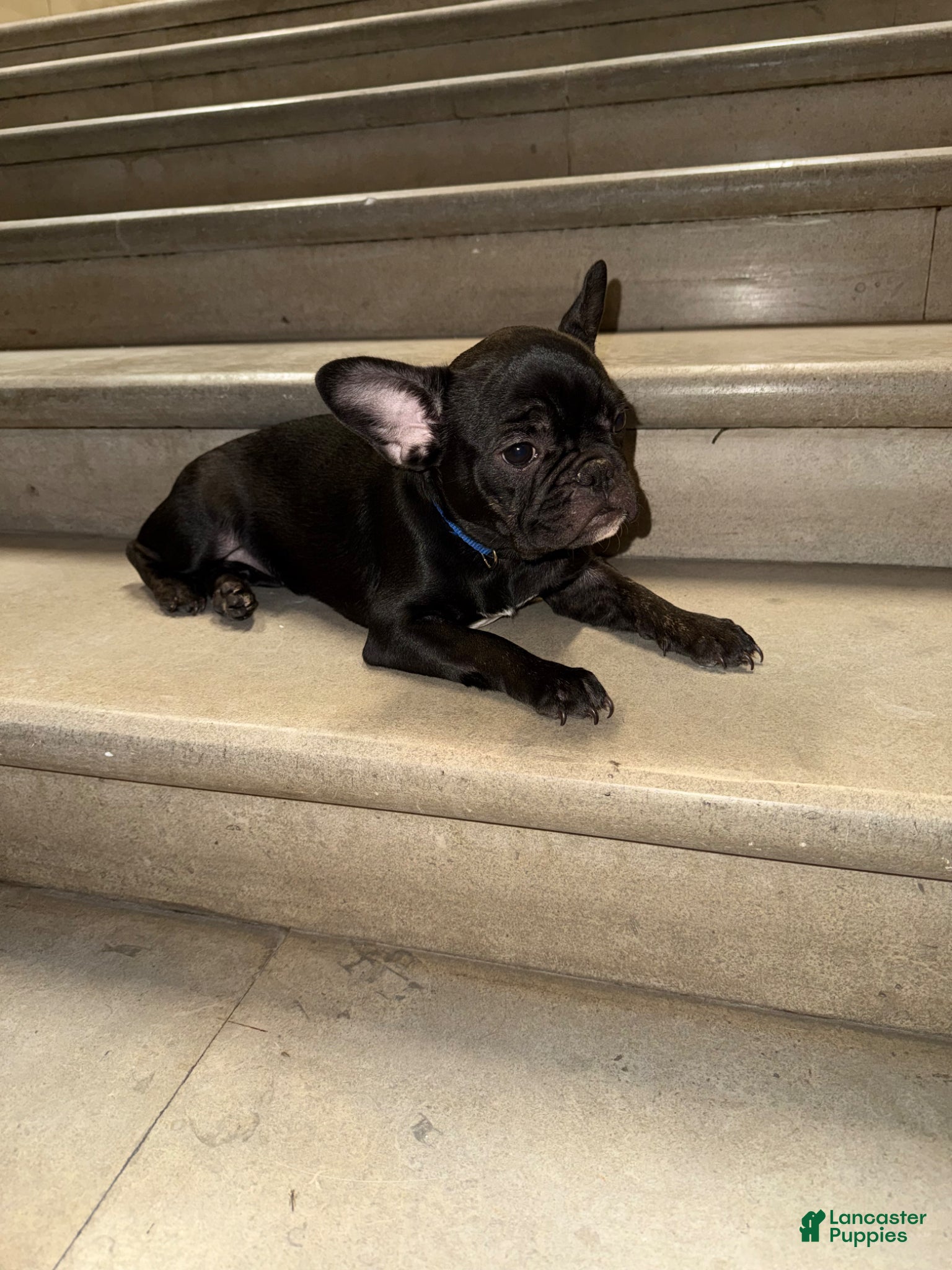 French Bulldog dogs Hershey  - Ad 3