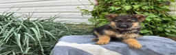 German Shepherd dogs for sale: Greta - Ad 15