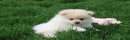 Pomeranian dogs for sale: Kira - Ad 1