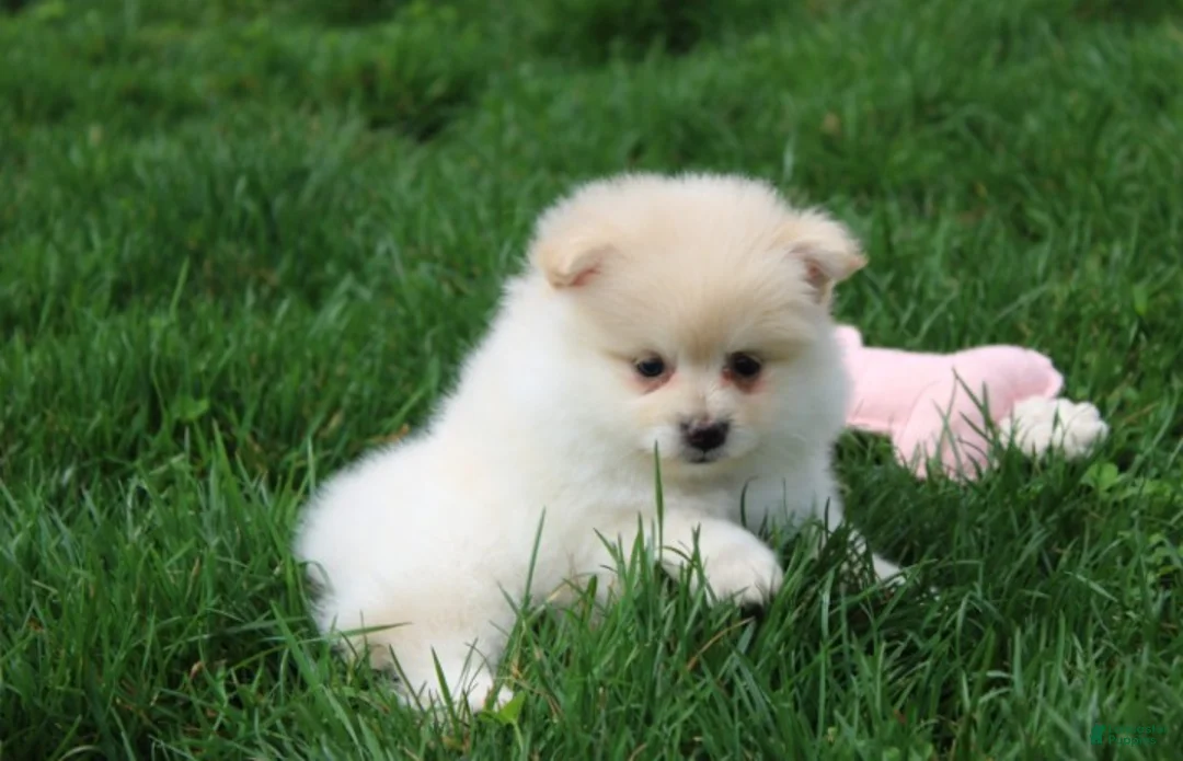 Pomeranian dogs for sale: Kira - Ad 1