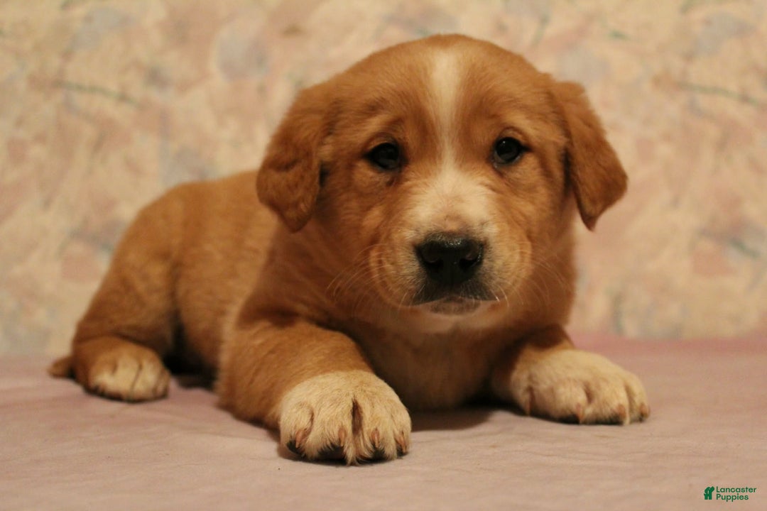 Goldador dogs for sale: Copper - Ad 1