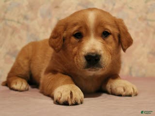 Goldador dogs Copper - Ad 10