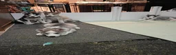 Siberian Husky dogs for sale: Siberian Husky 3 - Ad 12