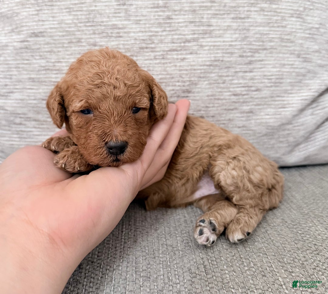 Mini Goldendoodle dogs for sale: Mini Goldendoodle Puppy 5 - Ad 1