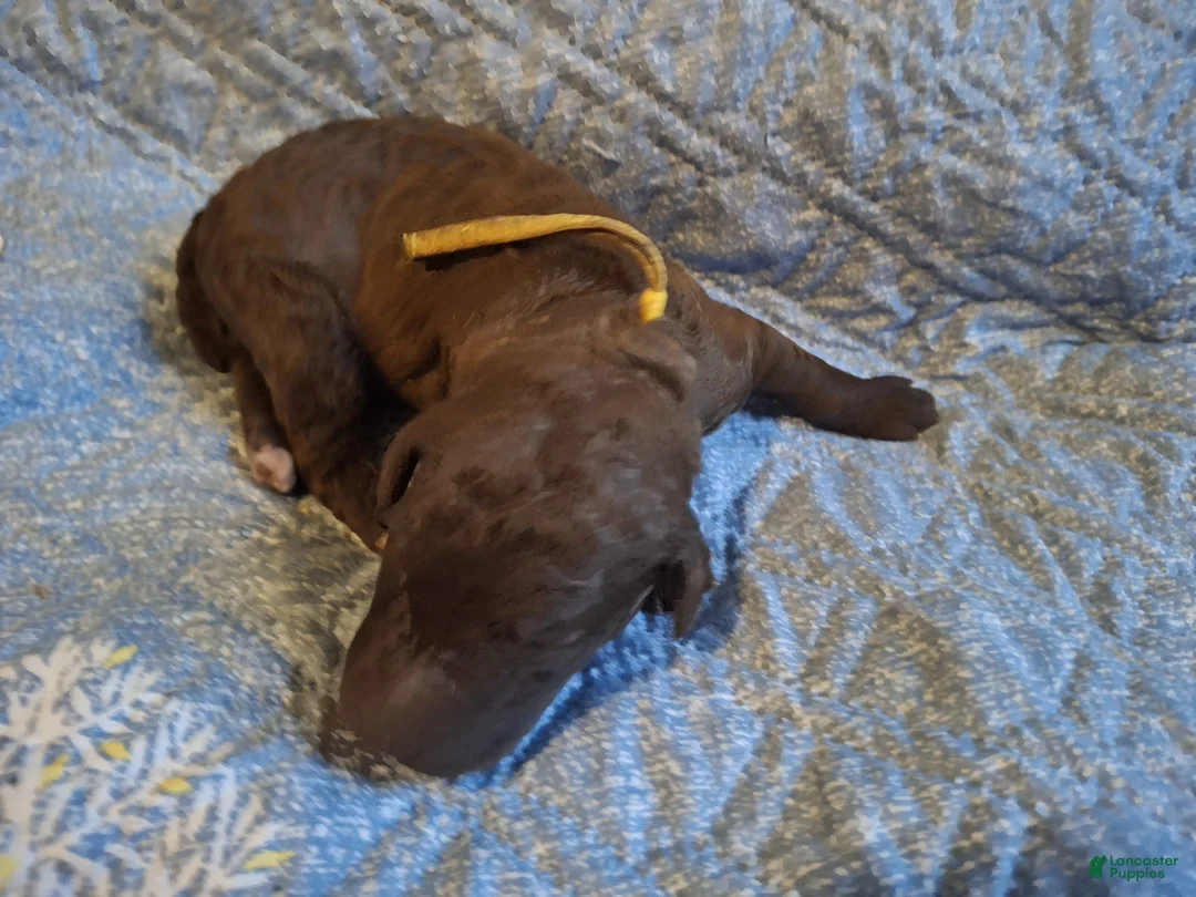 Labradoodle dogs for sale: Gooseberry - Ad 6