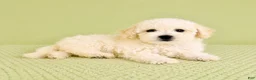 Bichon Frise dogs for sale: Bo - Ad 4