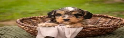 Mini Bernedoodle dogs for sale: Cornell F1 Mini Bernedoodle  - Ad 5