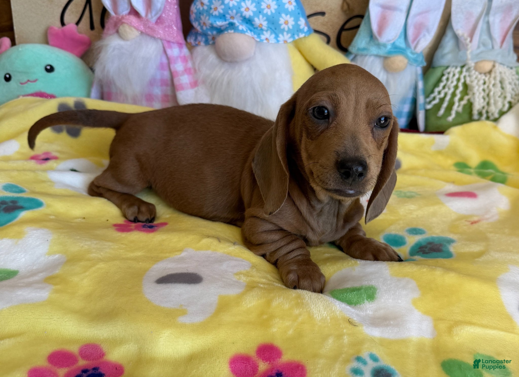 Dachshund dogs Melba - Ad 9