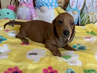 Dachshund dogs Melba - Ad 28