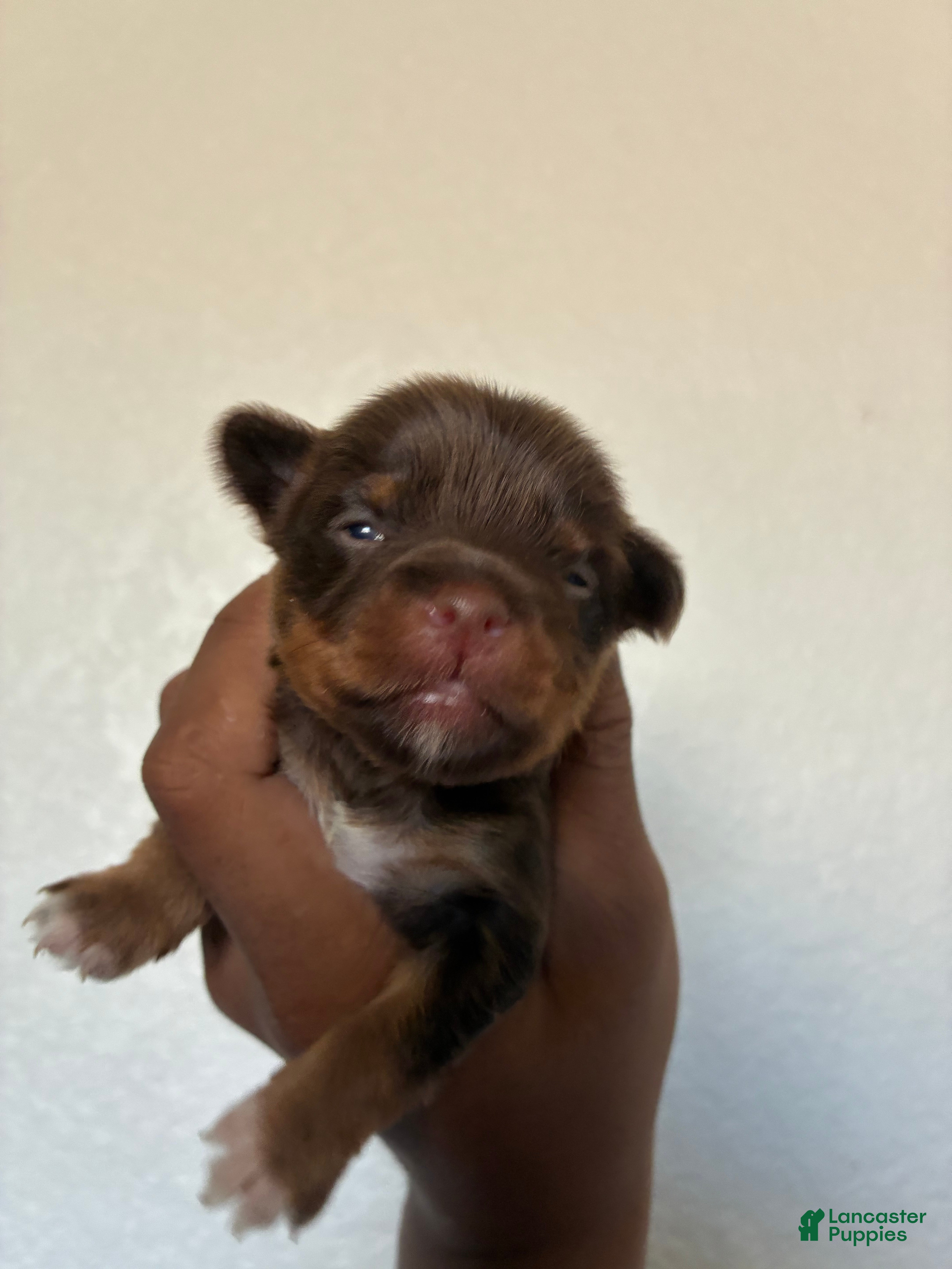 Yorkiepoo dogs Yorkiepoo 4 - Ad 6