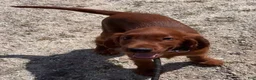 Irish Setter dogs for sale: Black collar - Ad 5