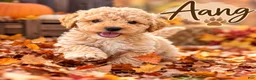 Mini Goldendoodle dogs for sale: Aang  - Ad 1