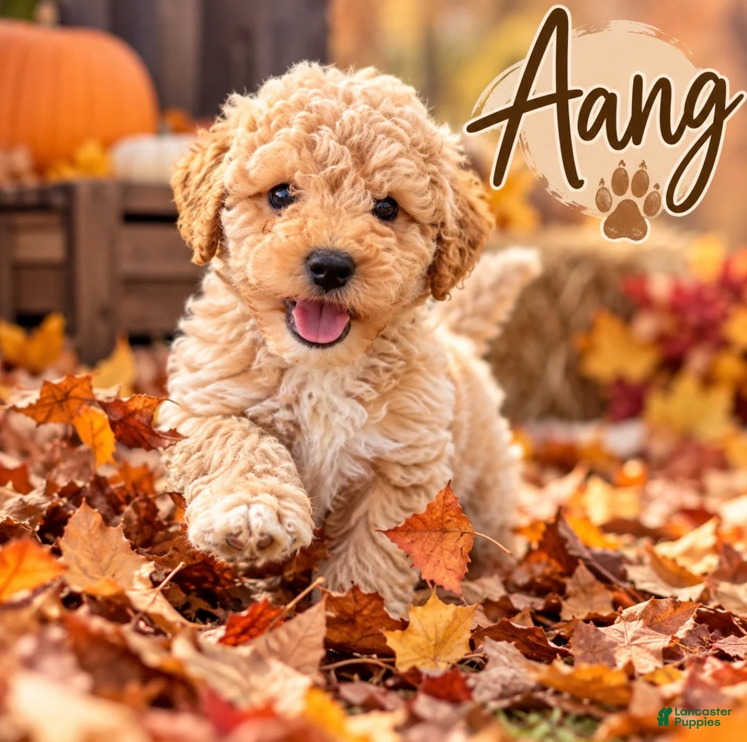 Mini Goldendoodle dogs for sale: Aang  - Ad 1