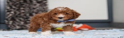 Goldendoodle dogs for sale: Falco - Ad 4
