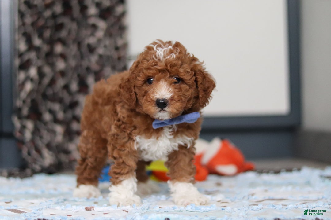 Goldendoodle dogs for sale: Falco - Ad 4