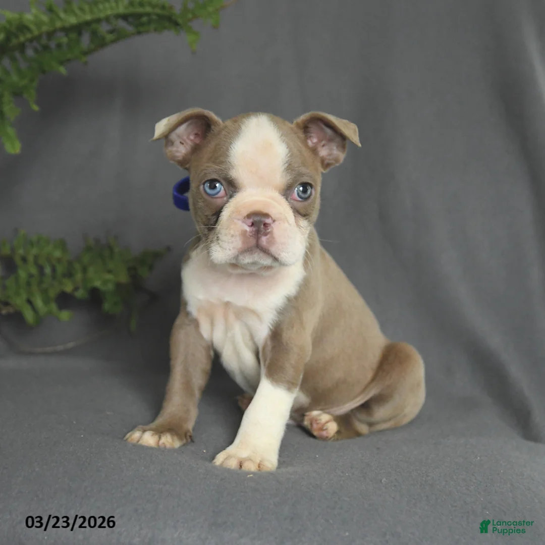 Boston Terrier dogs for sale: Candy - Ad 2