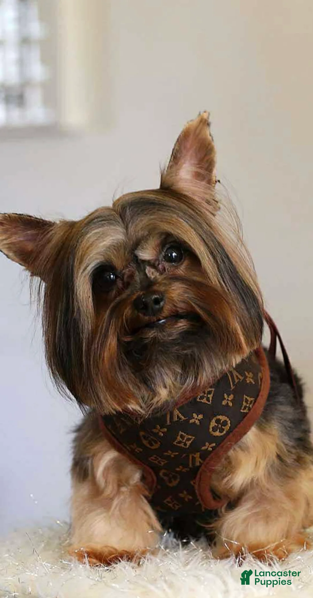 Yorkshire Terrier dogs for sale: Royal - Ad 1
