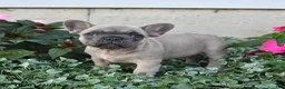 French Bulldog dogs for sale: Foster - Ad 5
