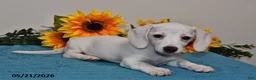 Miniature Dachshund dogs for sale: Penny - Ad 4