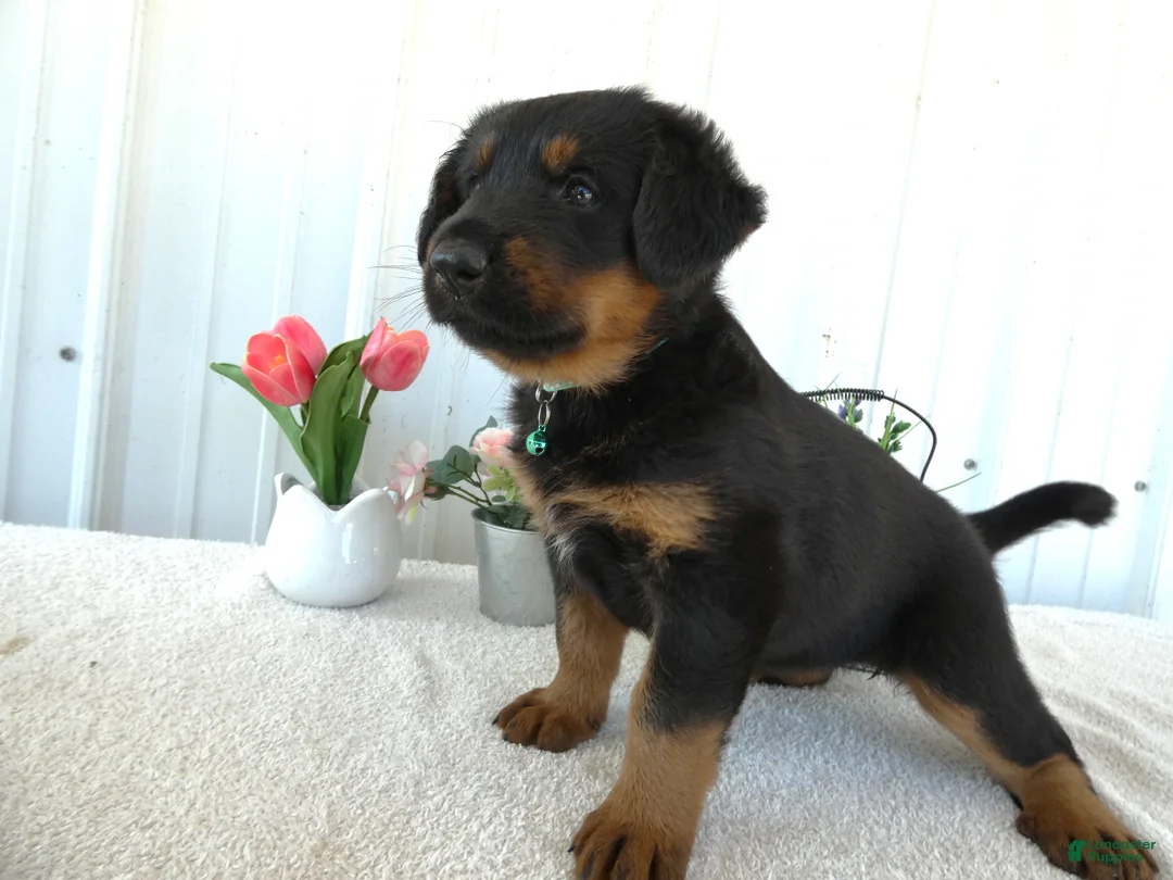 Mixed Breed dogs for sale: Mixed Breed 1 Sasha - Ad 2