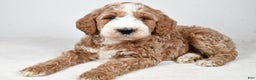Labradoodle dogs for sale: Nash - Ad 10