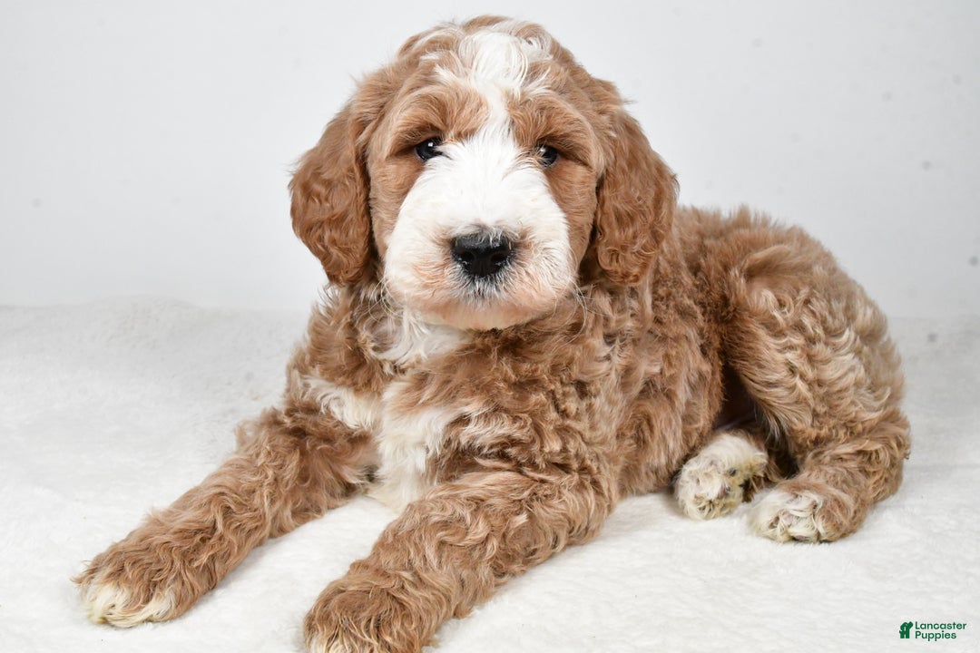 Labradoodle dogs for sale: Nash - Ad 10