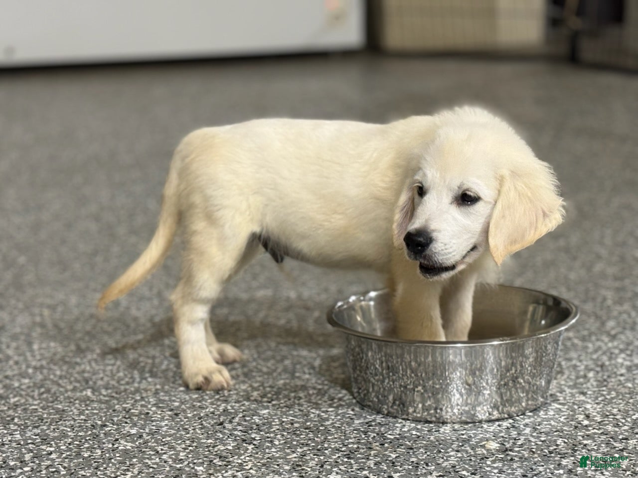 Golden Retriever dogs  Bear - Ad 2